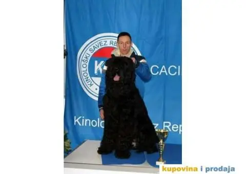 Crni ruski terijer štenci na prodaju - 9/10