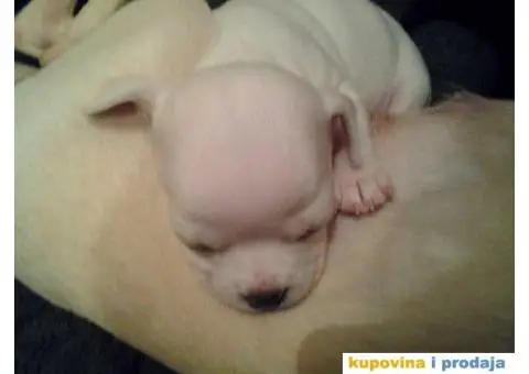 Mini čivave "Princess Chihuahua " - 1/10