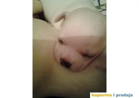 Mini čivave "Princess Chihuahua " - 2/10