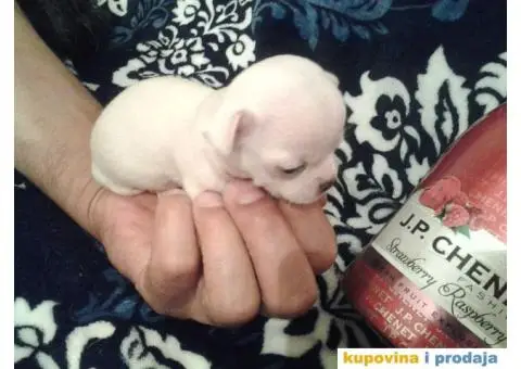 Mini čivave "Princess Chihuahua " - 3/10