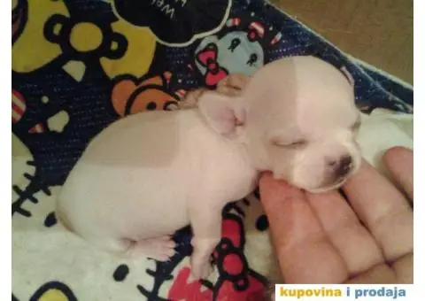 Mini čivave "Princess Chihuahua " - 4/10