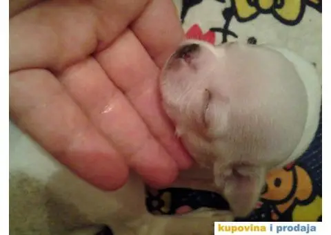 Mini čivave "Princess Chihuahua " - 5/10