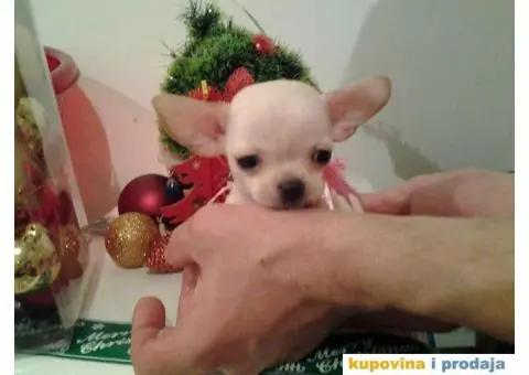 Mini čivave "Princess Chihuahua " - 6/10