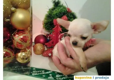 Mini čivave "Princess Chihuahua " - 7/10