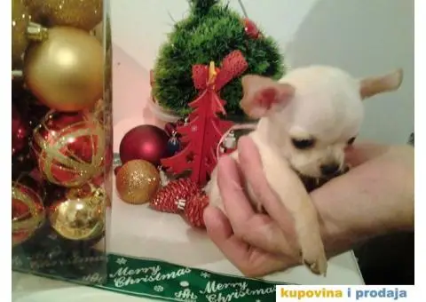 Mini čivave "Princess Chihuahua " - 8/10