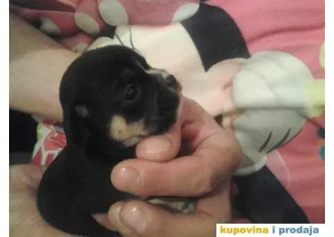 Mini čivave "Princess Chihuahua " - 10/10