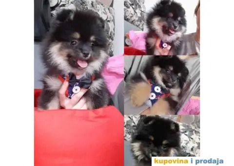 POMERANSKI SPIC - prelepi decak - 1/3