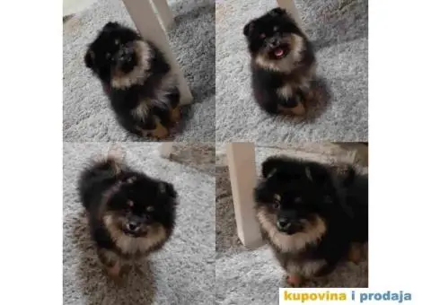 POMERANSKI SPIC - prelepi decak - 2/3