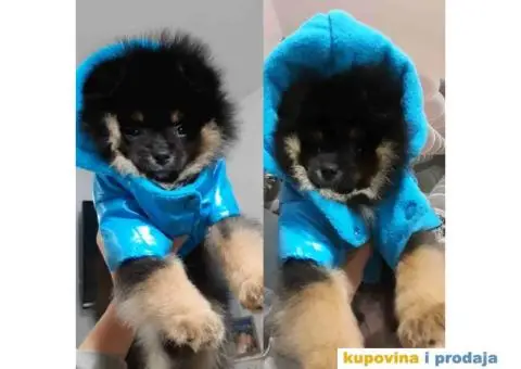 POMERANSKI SPIC - prelepi decak - 3/3