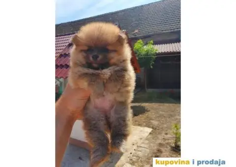 Stenci POMERANSKOG SPICA - 1/5