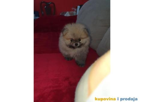 Stenci POMERANSKOG SPICA - 3/5