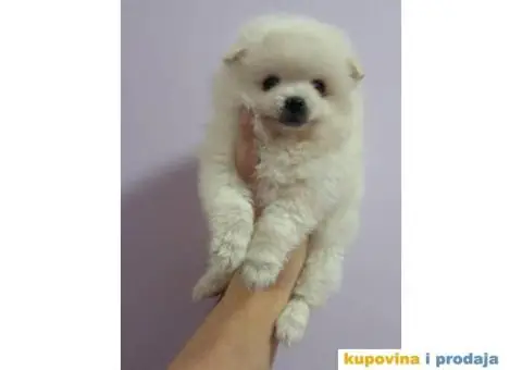 Stenci POMERANSKOG SPICA - 4/5