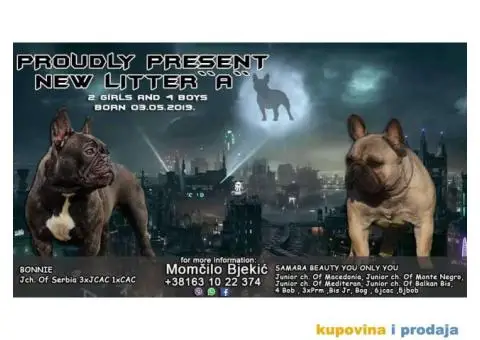 FRANCUSKI BULDOG - muska stenad sampionskog porekla - 1/7