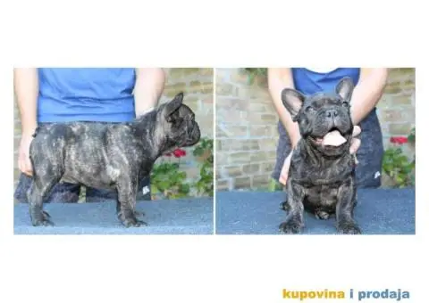 FRANCUSKI BULDOG - muska stenad sampionskog porekla - 2/7