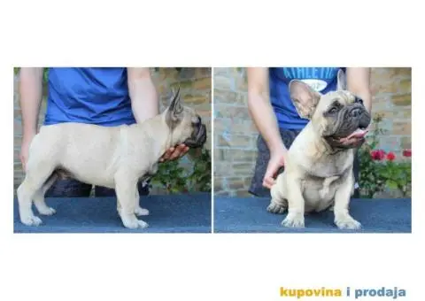FRANCUSKI BULDOG - muska stenad sampionskog porekla - 3/7