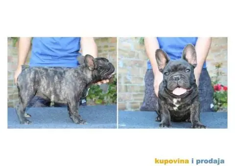 FRANCUSKI BULDOG - muska stenad sampionskog porekla - 4/7