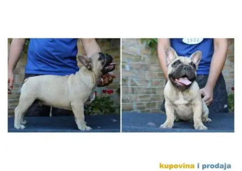 FRANCUSKI BULDOG - muska stenad sampionskog porekla - 5/7