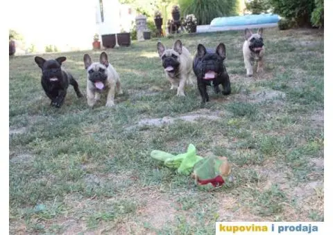 FRANCUSKI BULDOG - muska stenad sampionskog porekla - 6/7