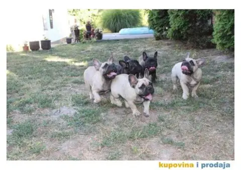 FRANCUSKI BULDOG - muska stenad sampionskog porekla - 7/7