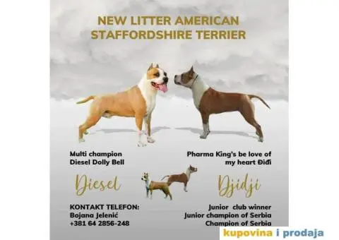 Prodajem štence Američkog stafordskog terijera - 1/8