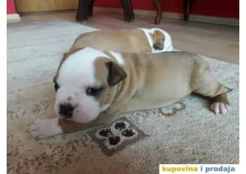 Prodajem štence Američkog stafordskog terijera - 2/8