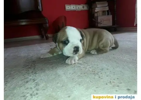 Prodajem štence Američkog stafordskog terijera - 3/8