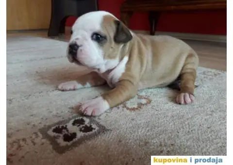 Prodajem štence Američkog stafordskog terijera - 4/8