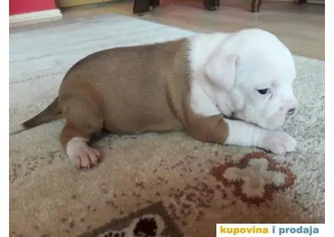 Prodajem štence Američkog stafordskog terijera - 5/8