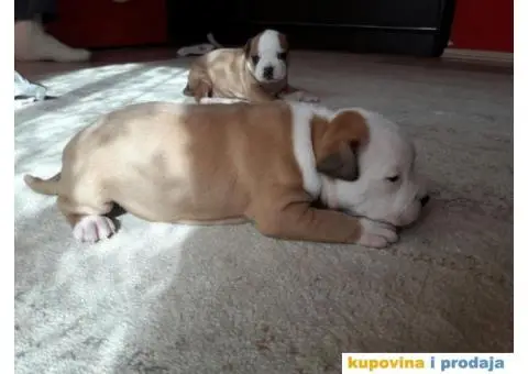 Prodajem štence Američkog stafordskog terijera - 6/8