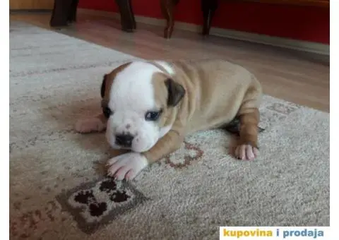 Prodajem štence Američkog stafordskog terijera - 7/8