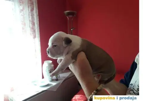 Prodajem štence Američkog stafordskog terijera - 8/8