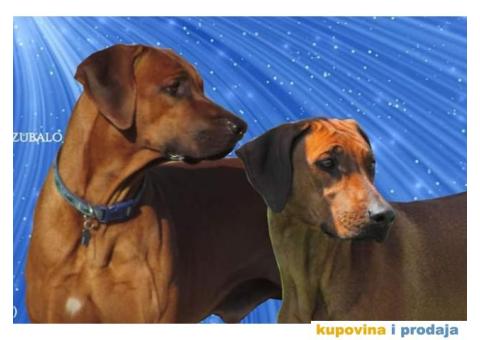 Štenci, Rodezijski ridžbek! - 1/4