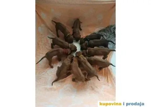 Štenci, Rodezijski ridžbek! - 2/4