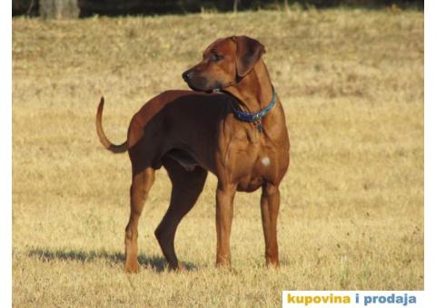 Štenci, Rodezijski ridžbek! - 3/4