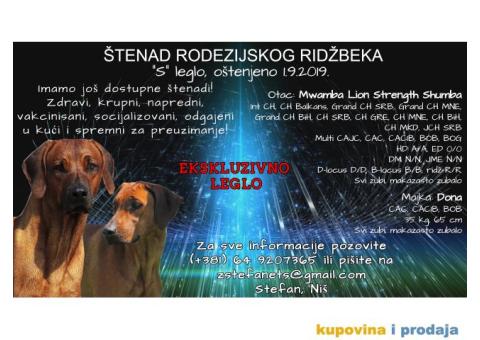 Štenci, Rodezijski ridžbek! - 4/4