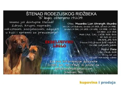 Štenci, Rodezijski ridžbek! - 4/4