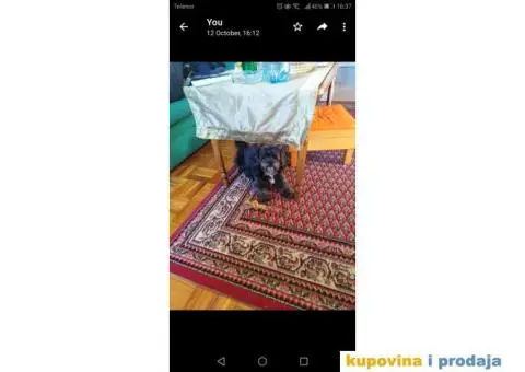 Maltezer-Pekinezer za parenje - 1/6