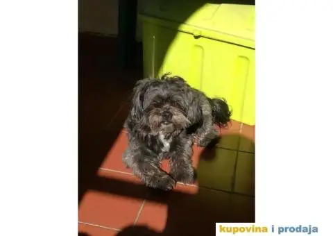 Maltezer-Pekinezer za parenje - 2/6