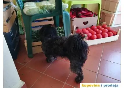 Maltezer-Pekinezer za parenje - 3/6