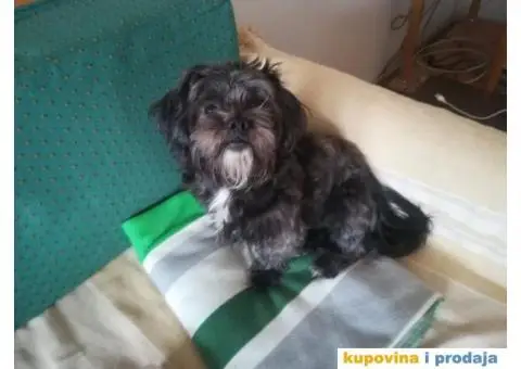 Maltezer-Pekinezer za parenje - 4/6