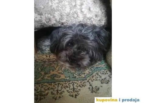 Maltezer-Pekinezer za parenje - 5/6