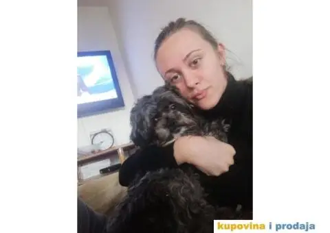 Maltezer-Pekinezer za parenje - 6/6