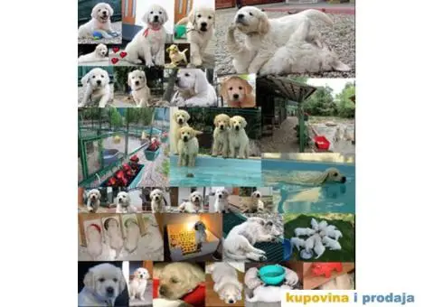 SDWAY Golden Retriever - rezervacije - 1/5