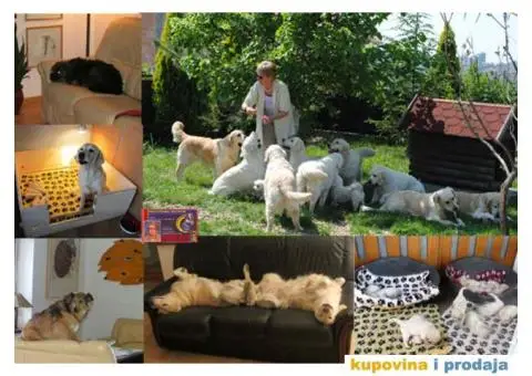 SDWAY Golden Retriever - rezervacije - 2/5