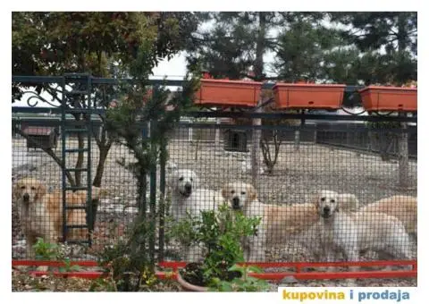 SDWAY Golden Retriever - rezervacije - 3/5