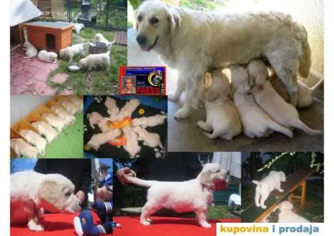 SDWAY Golden Retriever - rezervacije - 4/5