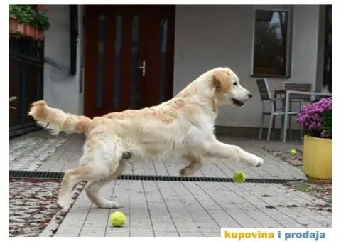 SDWAY Golden Retriever - rezervacije - 5/5
