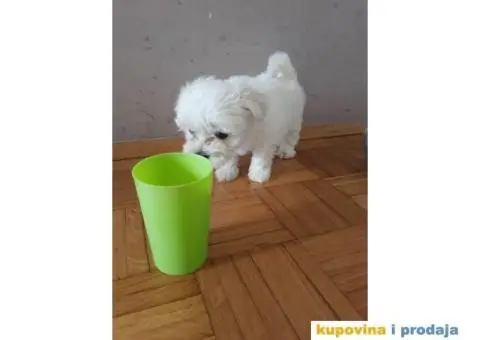 Stenci MINI MALTEZERA na prodaju - 1/4