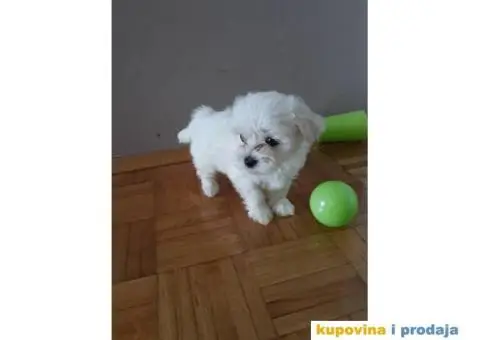 Stenci MINI MALTEZERA na prodaju - 2/4