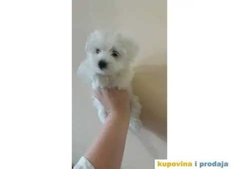 Stenci MINI MALTEZERA na prodaju - 3/4